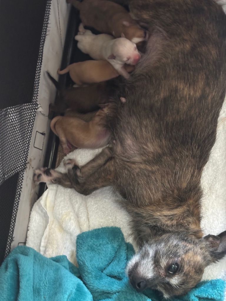 Chihuahua x Miniature Pinscher 