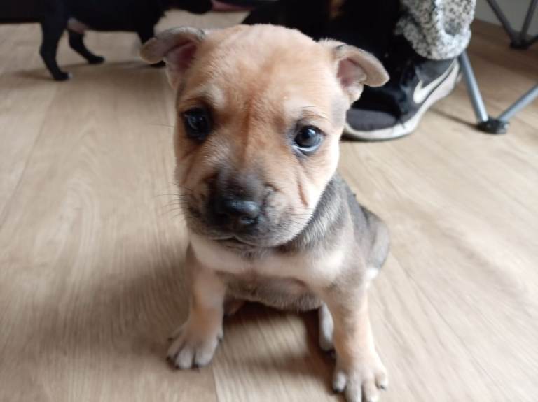 Last 3 pups looking for homes