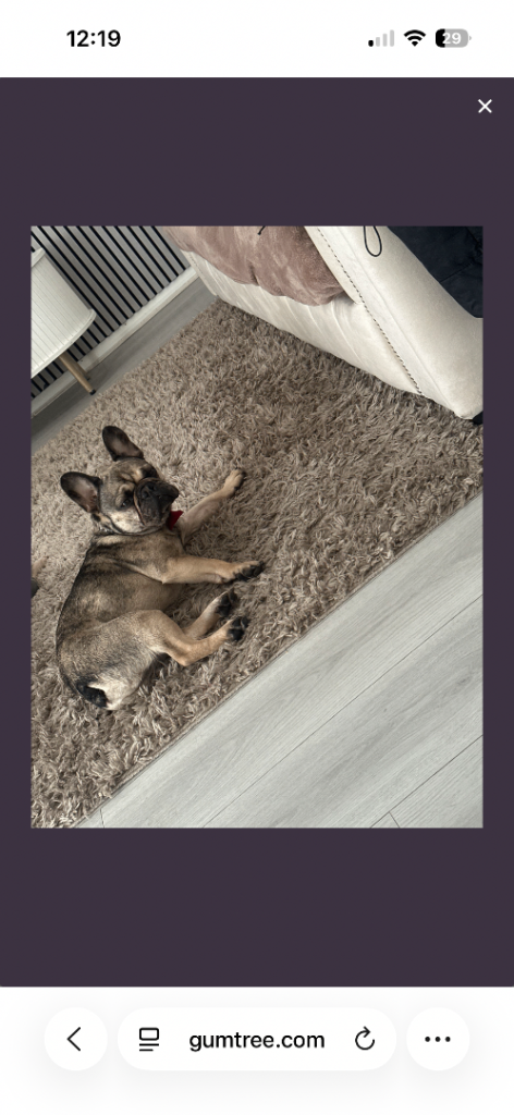 French bulldog 