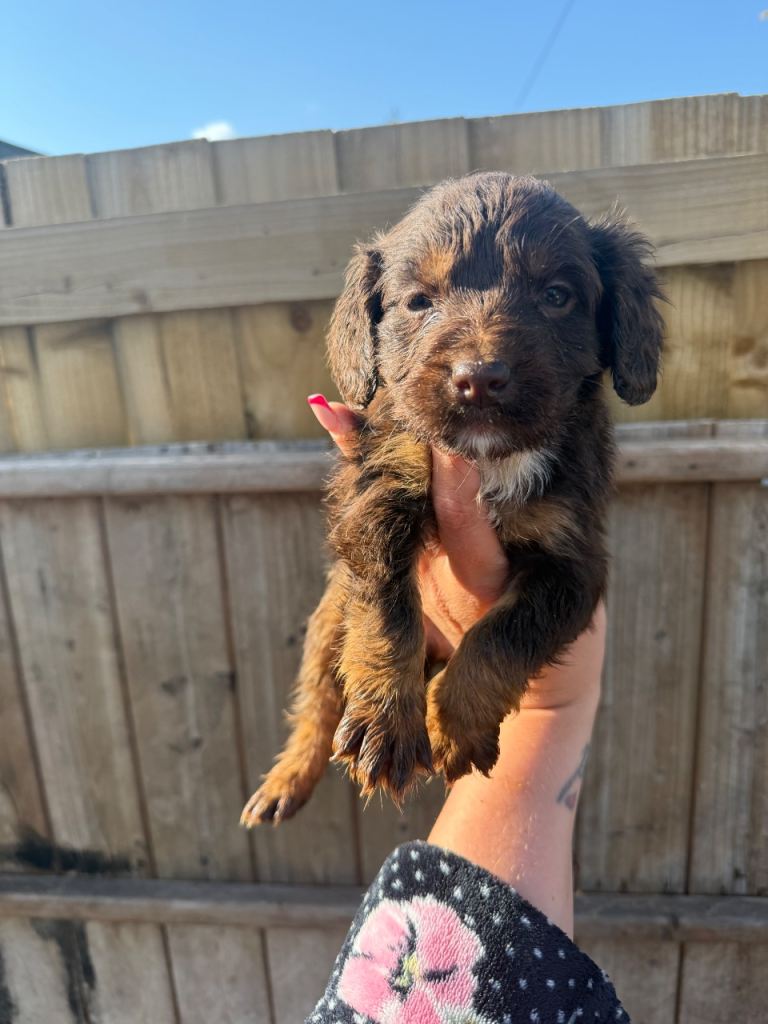 2 cocker 1 girl and 1 boy avaliable 