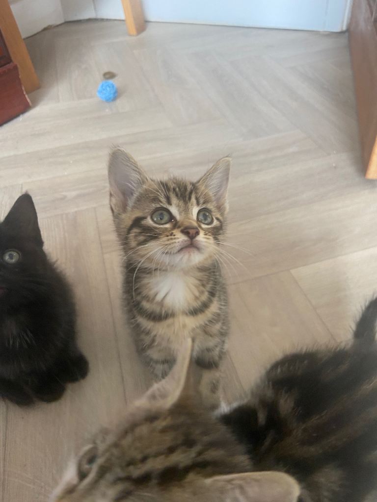 2 beautiful kittens 