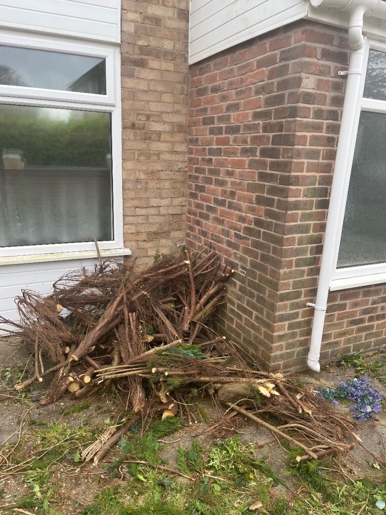 Firewood from chopped tree in garden 