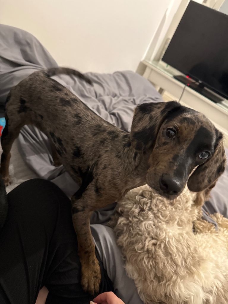 🐾Gorgeous 5 month old spaniel x dachshund puppy for sale 