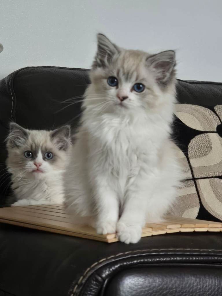 Tica Pedigree Ragdoll