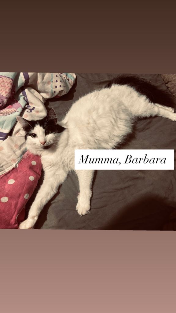 X1 Longhair kitten for sale 💖