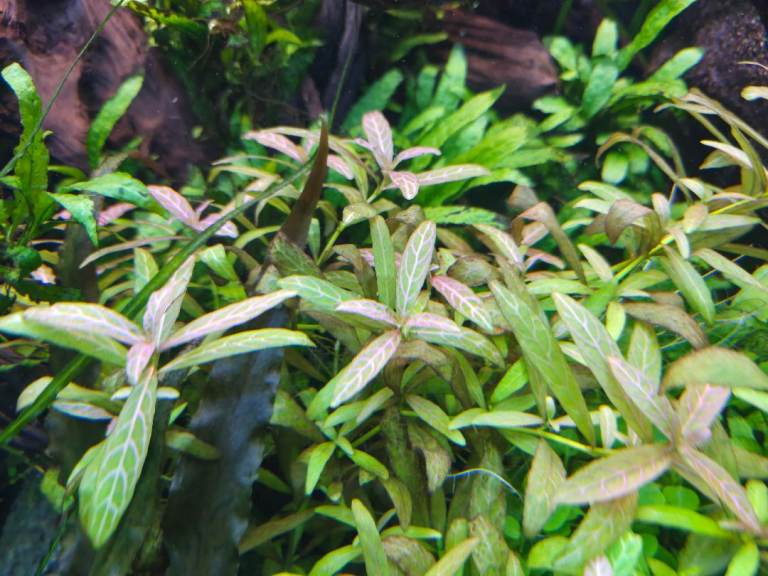 Aquarium plants 