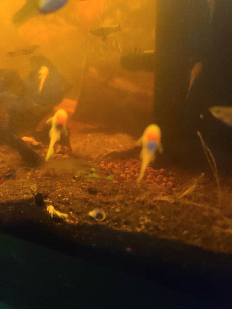 Fish for sale from my tank