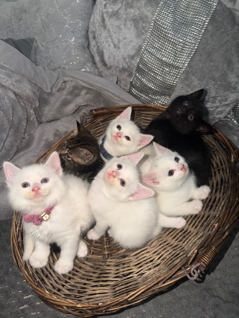 Turkish Angora Kittens Ready for Loving Homes