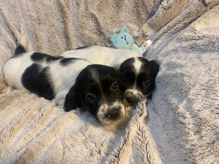 English springer spaniel pups 