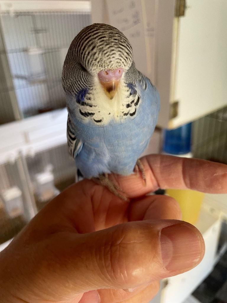 Tame baby budgies ready for loving homes