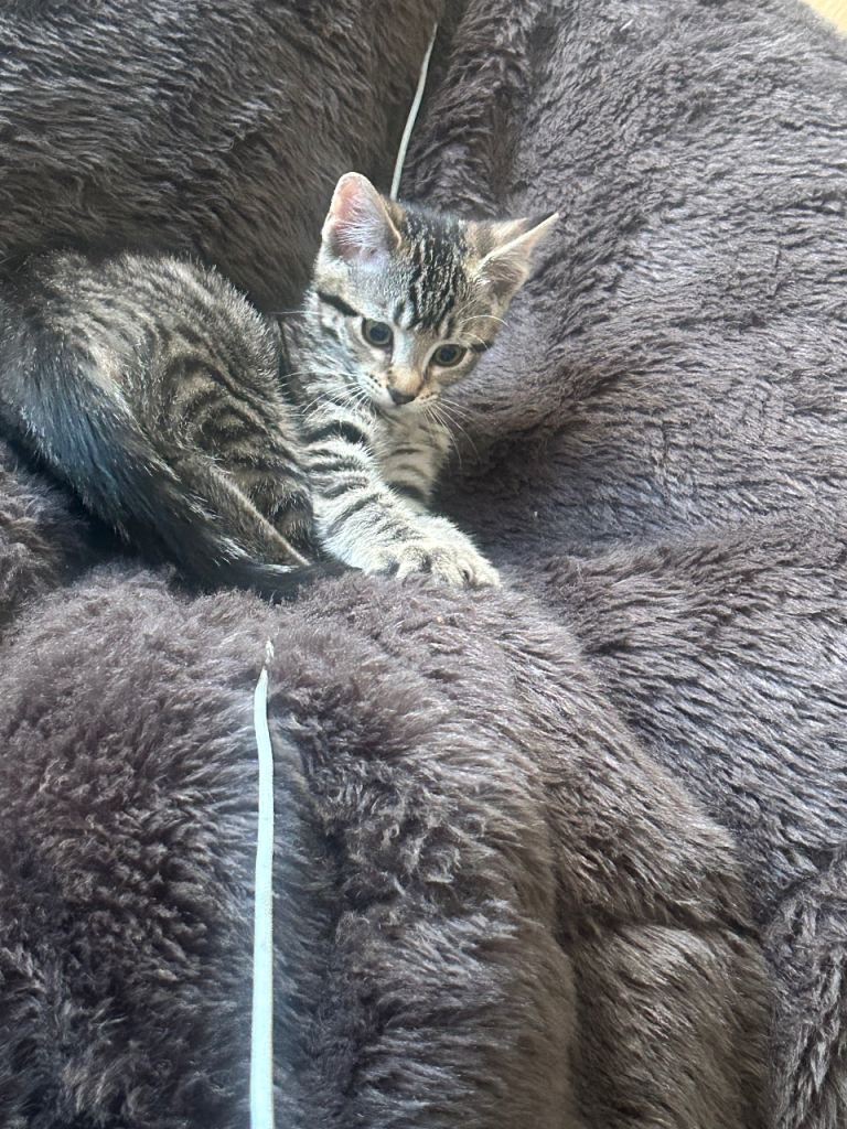 Adorable 🐈‍⬛  Kittens