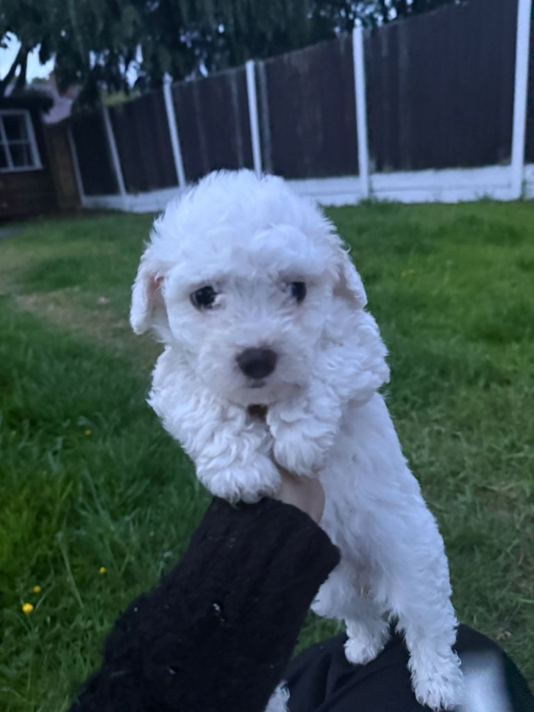 Bitchon Maltese ( Puppies)