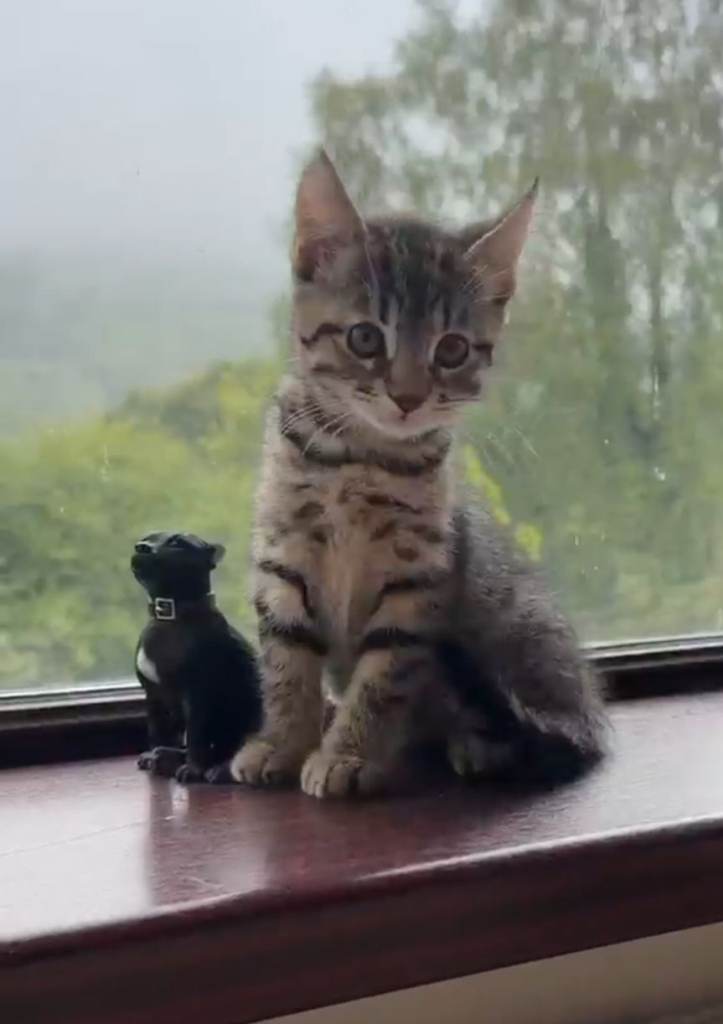 One Male Kitten
