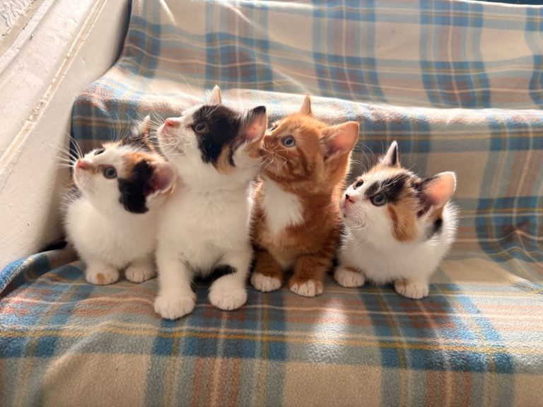 Kittens for sale