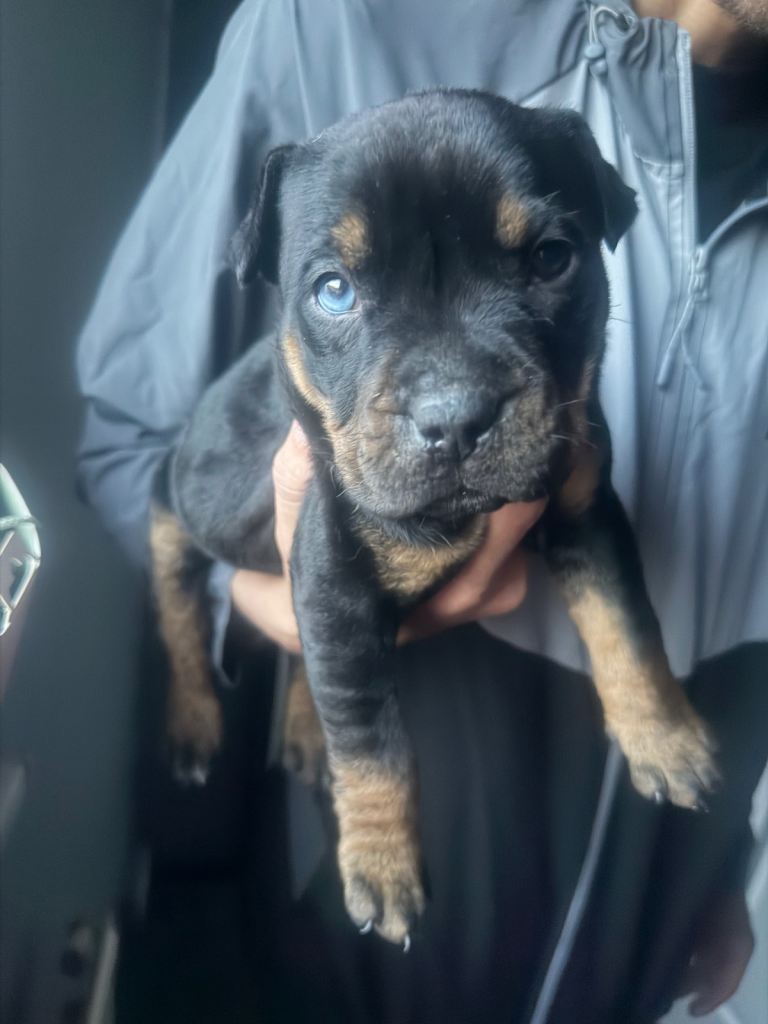 Girl staff puppy