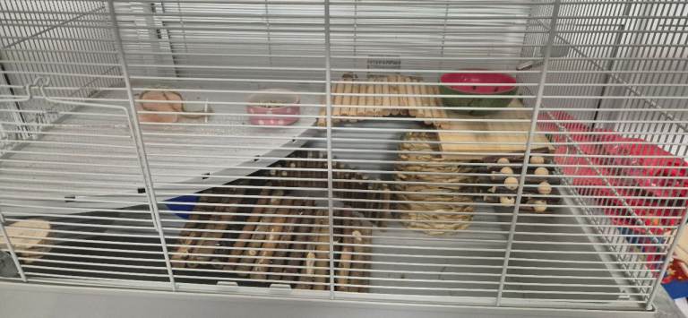 Hamster cage
