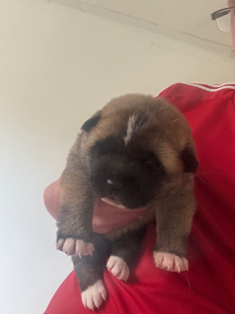 American Akita pup