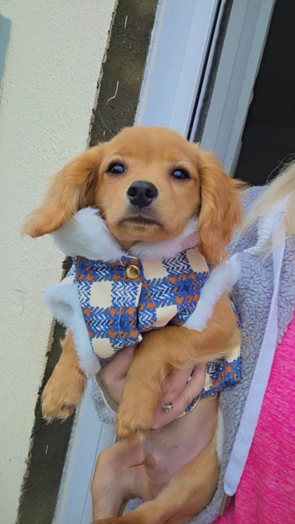 Cavapoo puppy