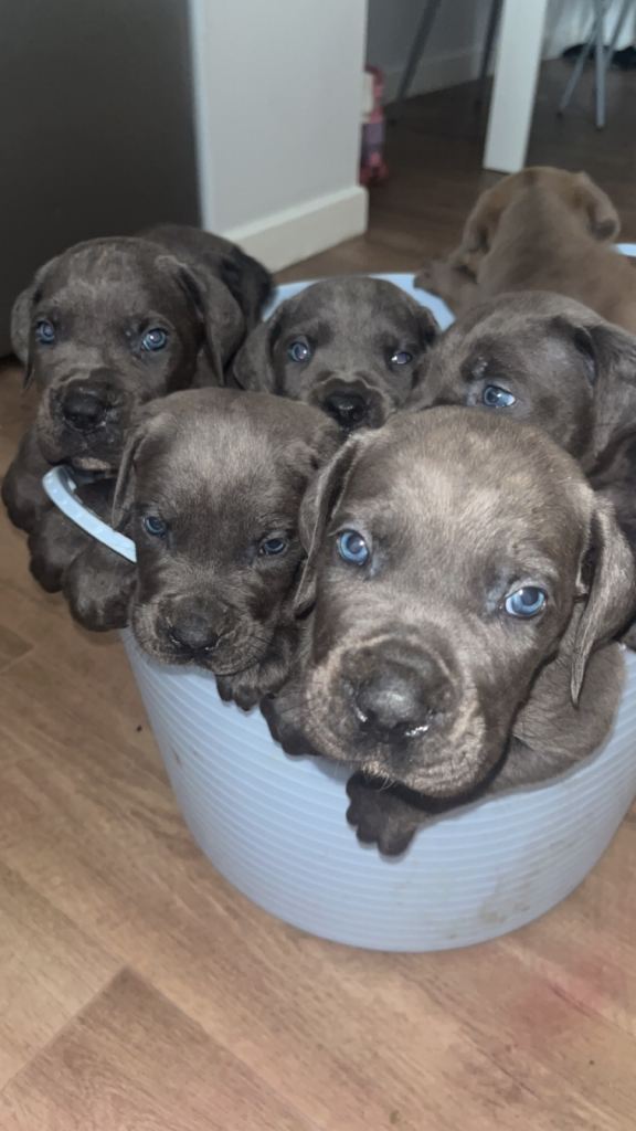 Cane corso pure breed