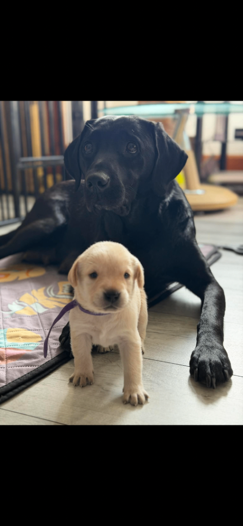 Kc registered Labrador retrievers 