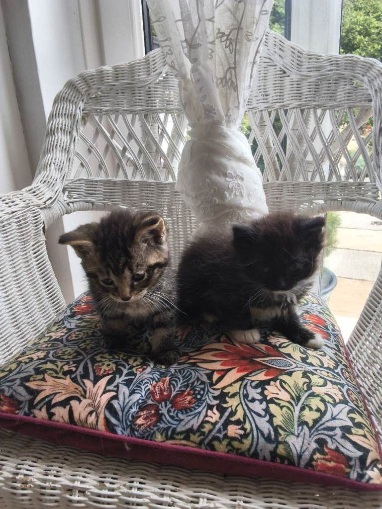 Persian cross kittens