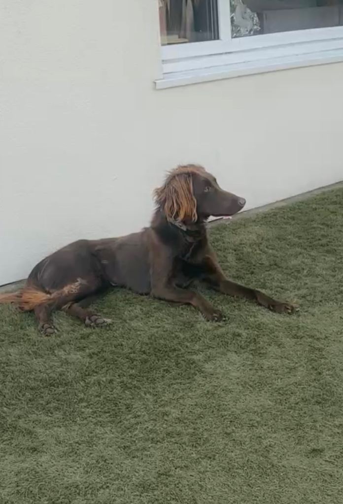 Spring spaniel cross golden retriever 