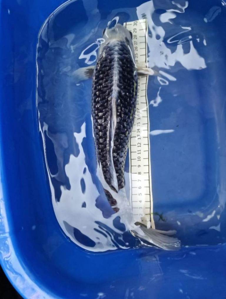 Koi carp for sale 