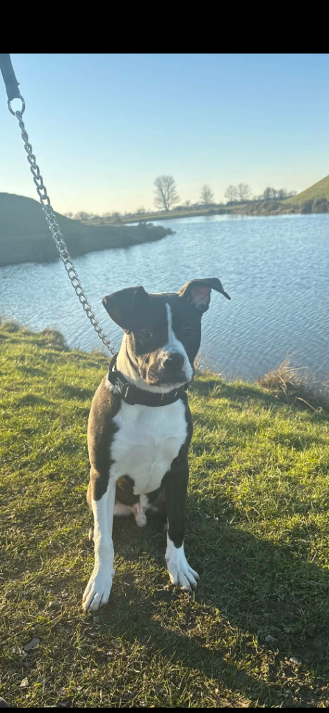 Rex 