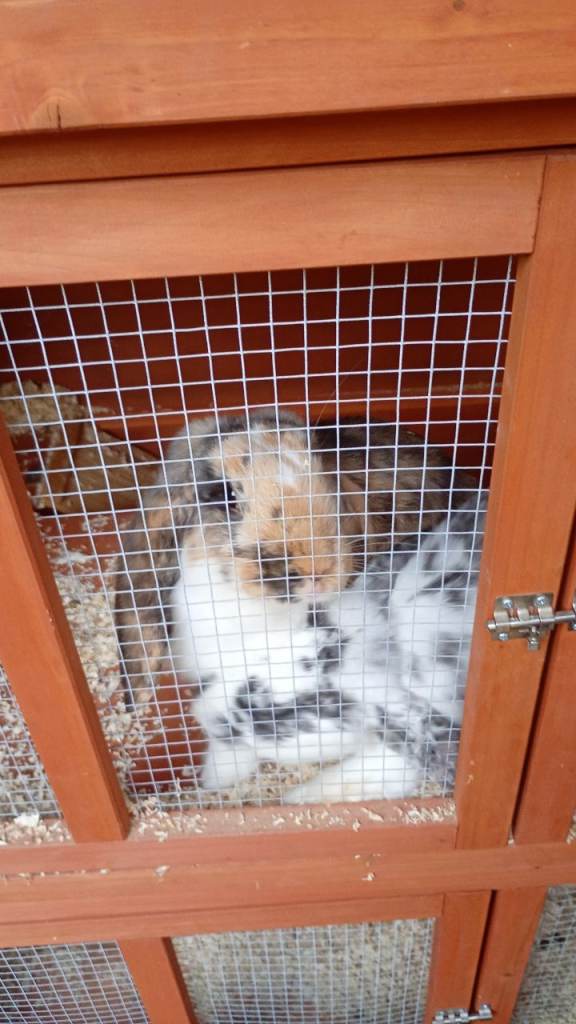 2 male bunnies plus cage 