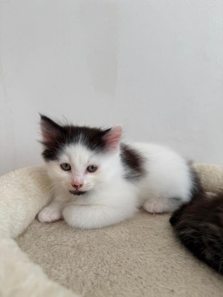 Kittens in Christchurch, Dorset looking for a loving home