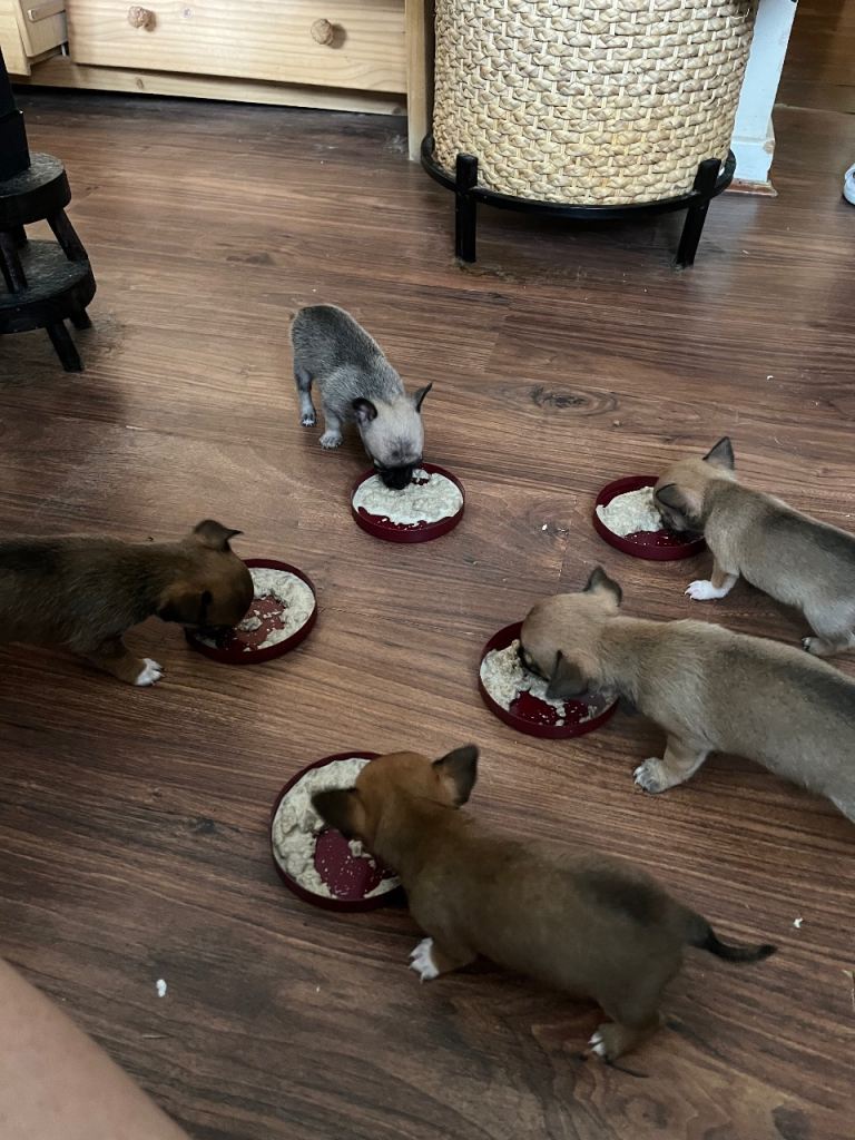 Puppies 