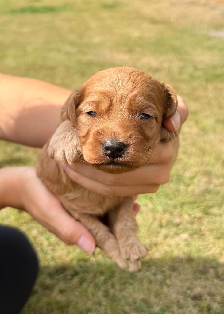 Cocoapoo F1 pups 