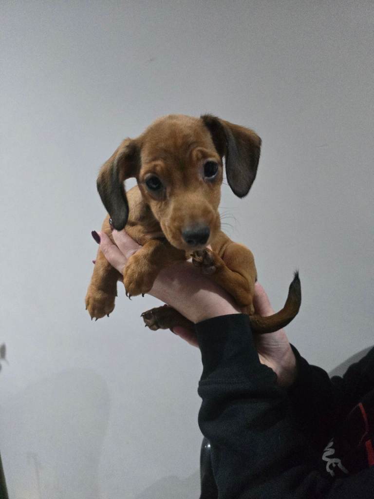 Dachshund puppies