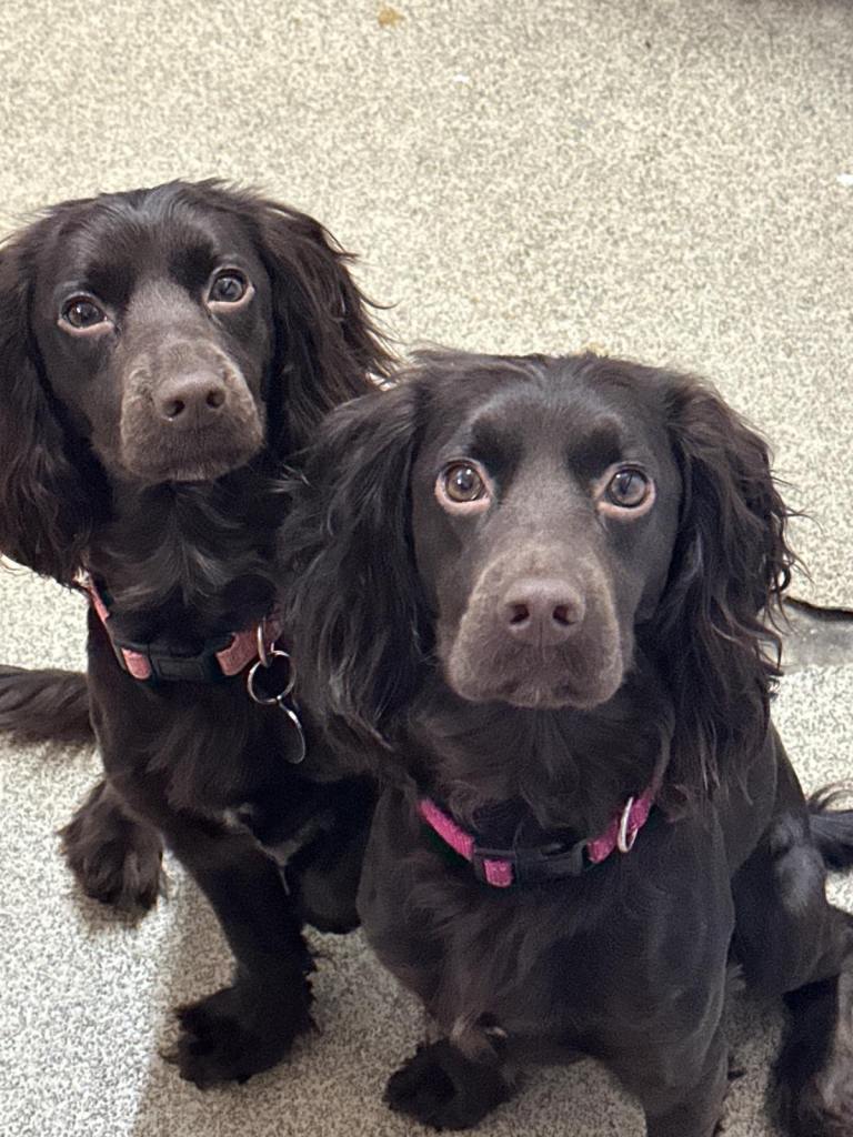 Two beautiful cocker spaniels, female