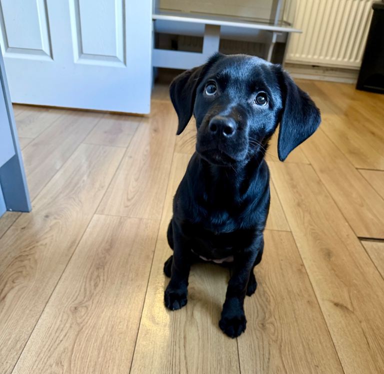 Labrador pup