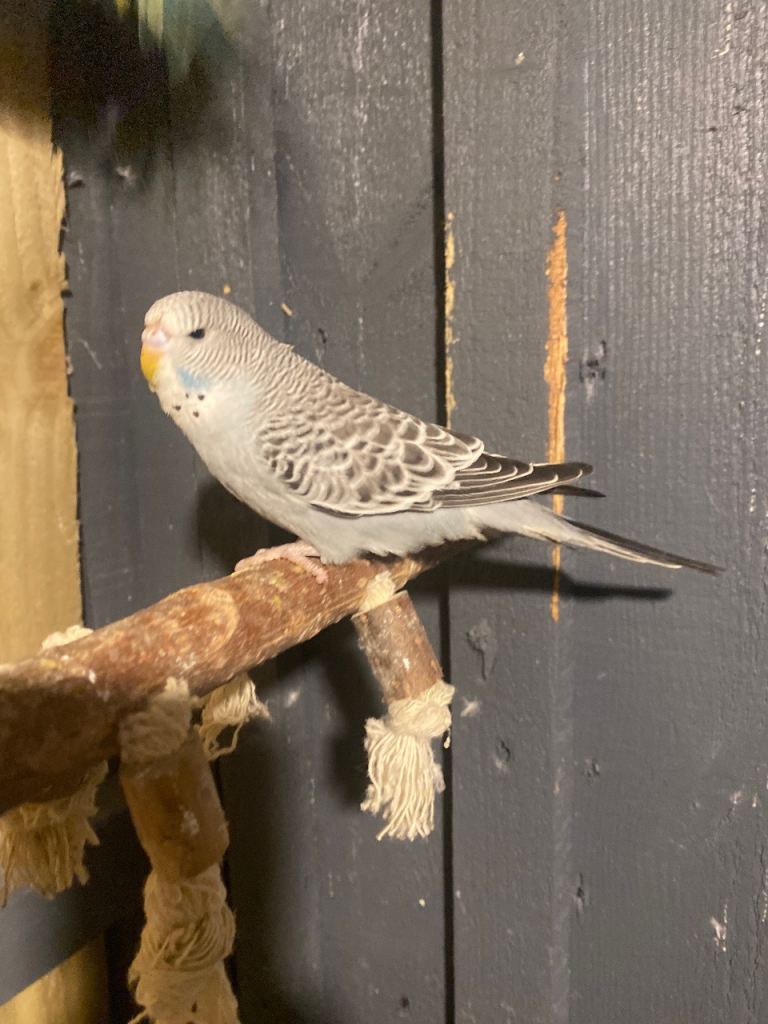 Baby budgies 8 weeks old 