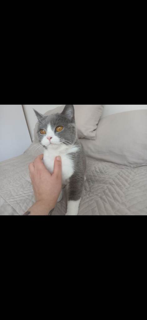 British Shorthair Female 11 month Kitten 
