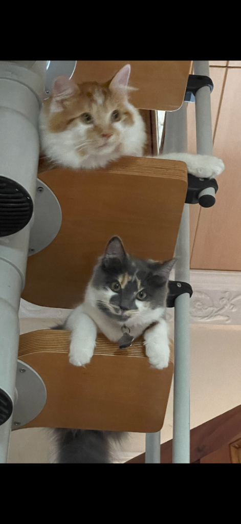 Loving Home Wanted for 2 cats