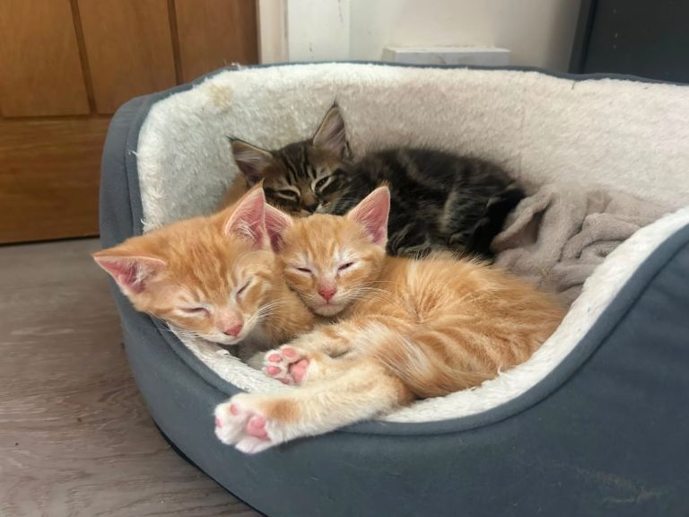 3 kittens for sale 2 ginger girls 1 tabby boy