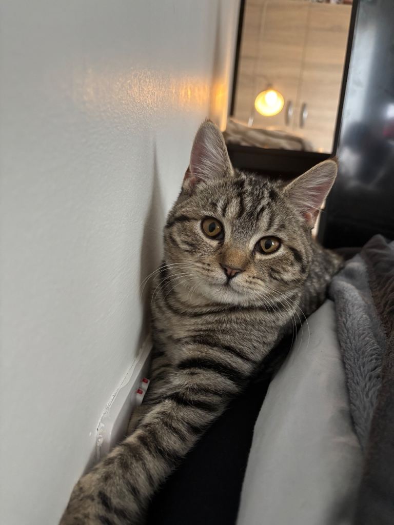 Beautiful Male 4 month old Kitten 🐱 