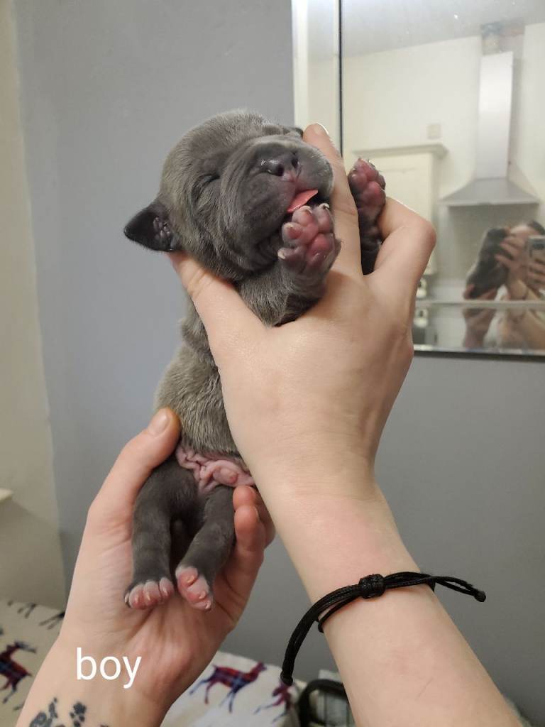 Staffordshire bull terrior pups staffy kc reg