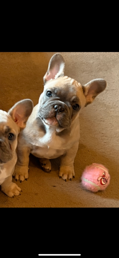 🐾 Beautiful Female French Bulldog Puppies Available 🐾