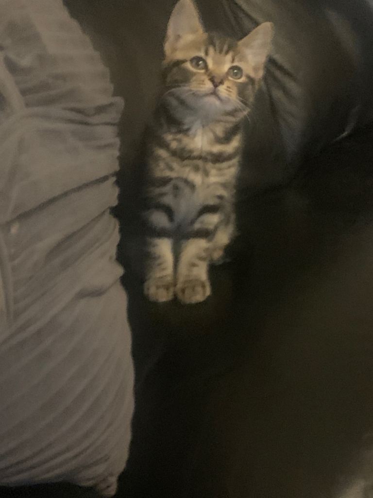 Beautiful kittens ready to leave now 