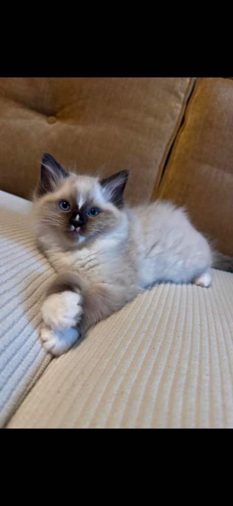Kittens