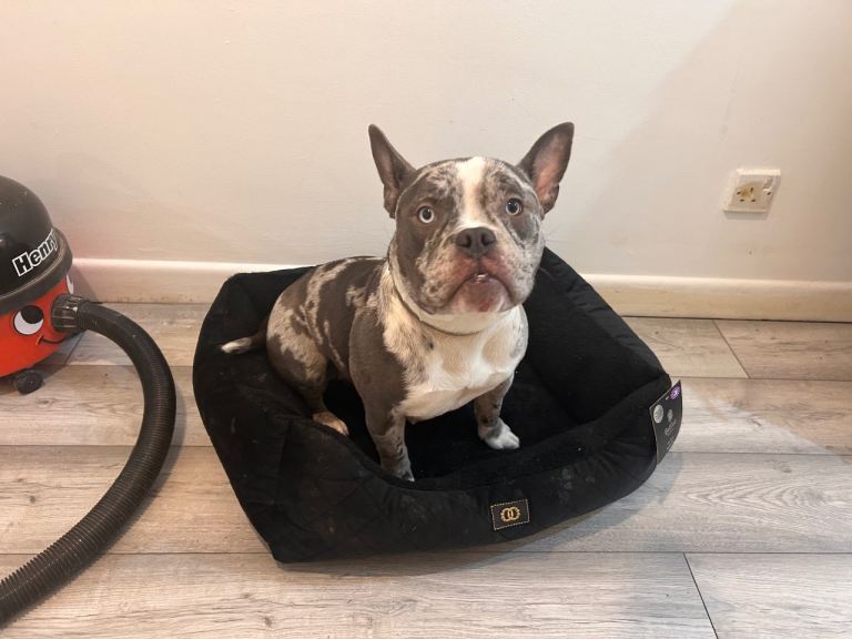 9 month old female pocket bully 