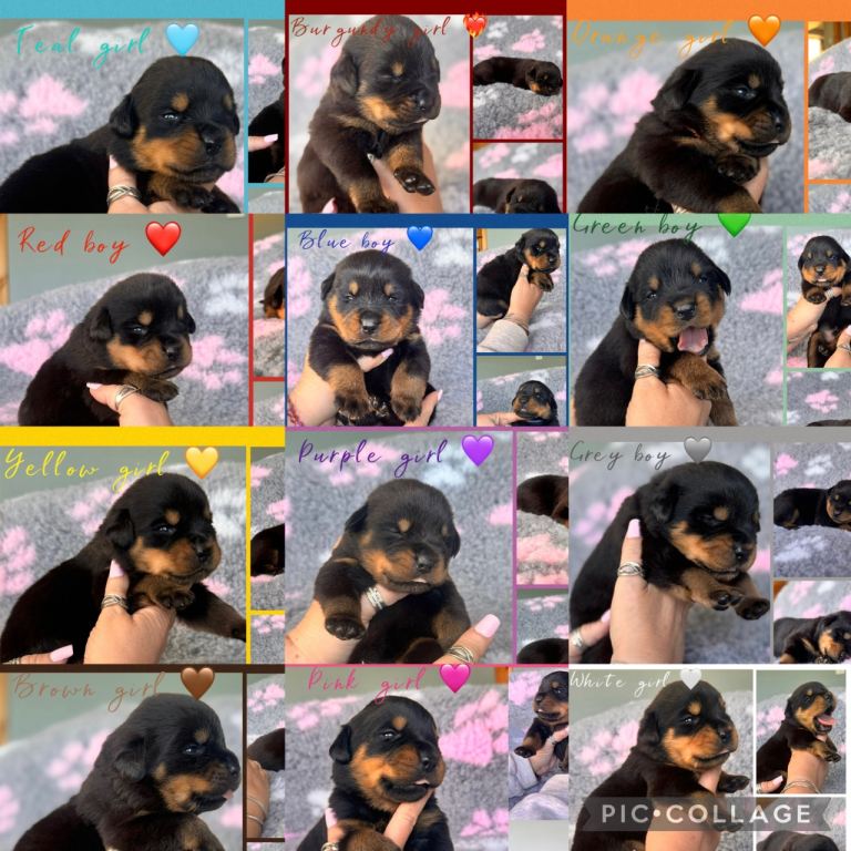 🐾 Beautiful Rottweiler Puppies 🐾