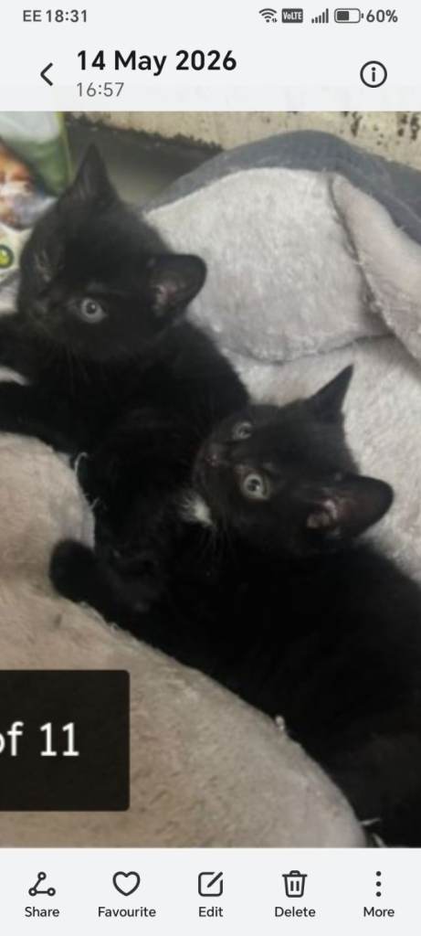 Kittens 