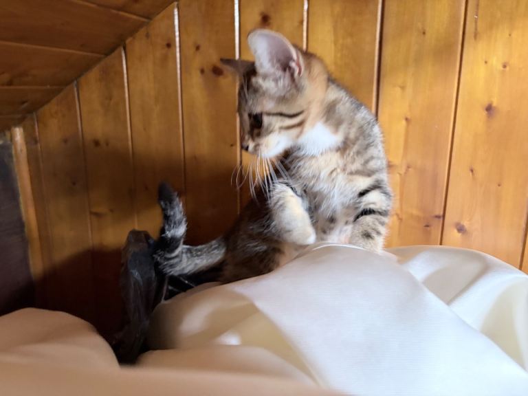 Bengal x tabby kitten 