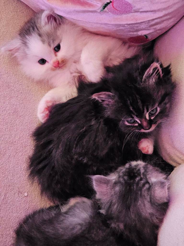 Pretty Persian cross kittens