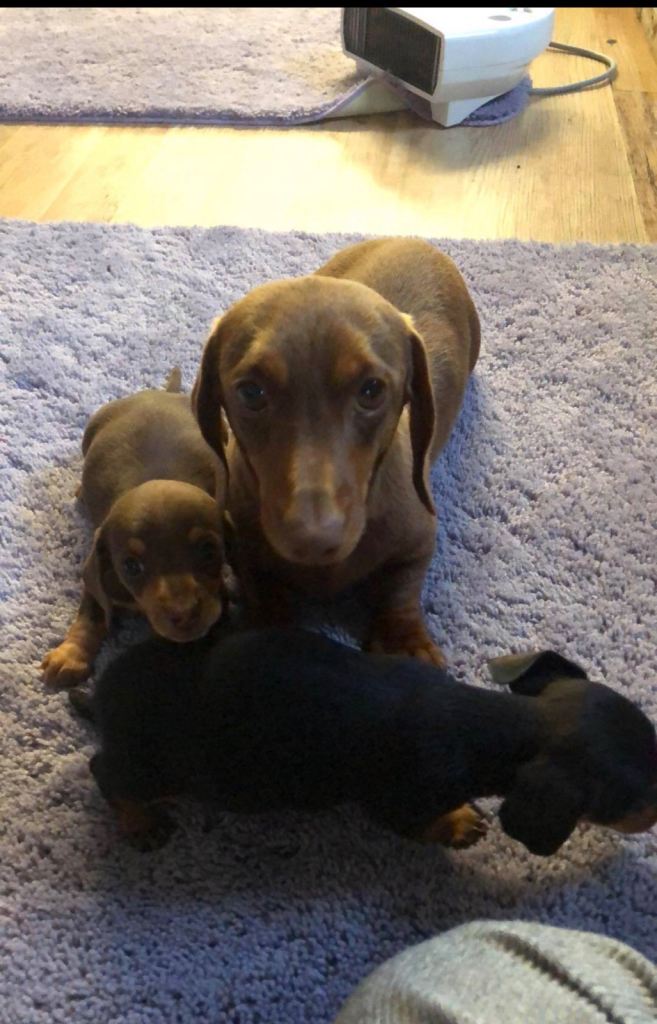 Mini dachshund puppies